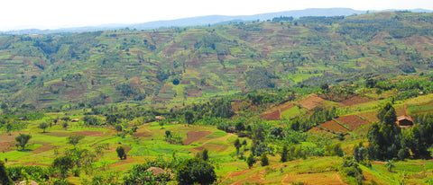 Burundi Turihamwe