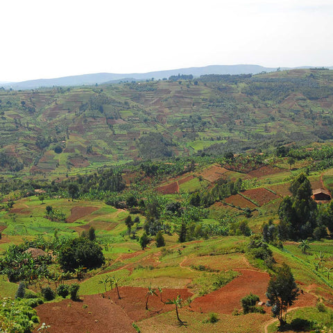 coffee farms in valley