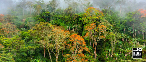 Guatemala Guaya'b