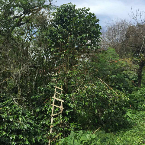 A ladder leading up to a coffee tree.