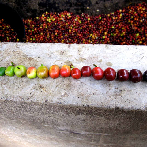 A line of coffee cherries with different levels of ripeness.