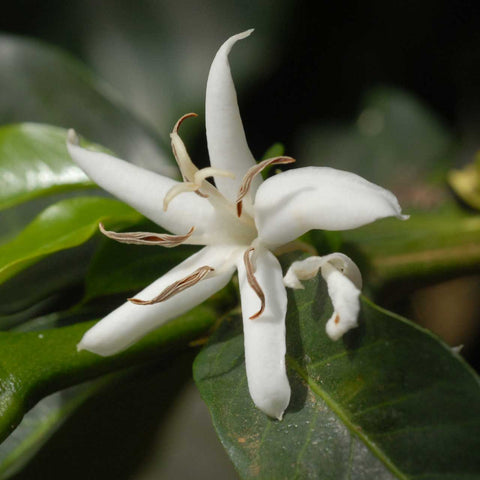 A coffee flower.