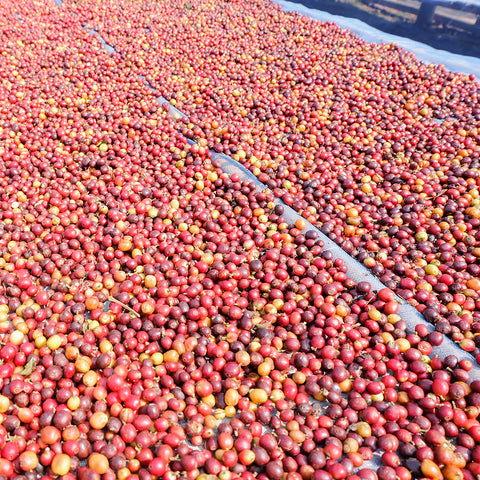 Coffee Processing: Washed, Natural, Honey, Wet Hulled. What's the difference?