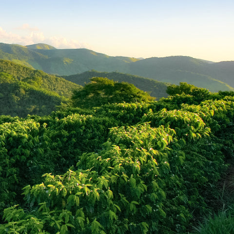 Brazil Cerrado Highlands