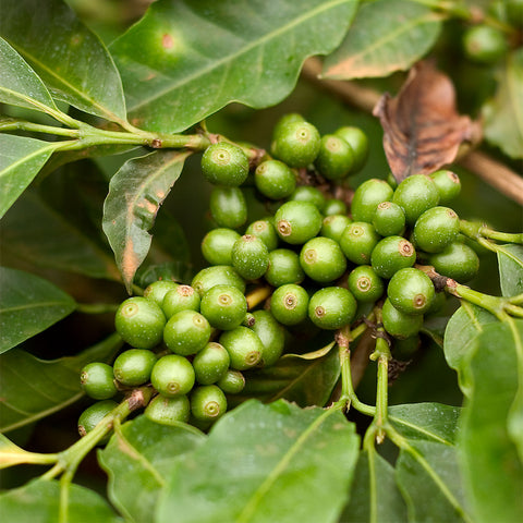 A closeup of green coffee cherries.