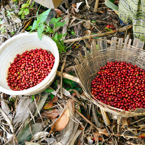 Burundi Turihamwe