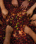 A close up of many hands sorting through coffee cherries.