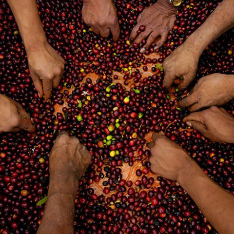 A close up of many hands sorting through coffee cherries.