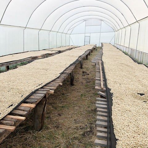 Drying racks at Kenya Kabngetuny.