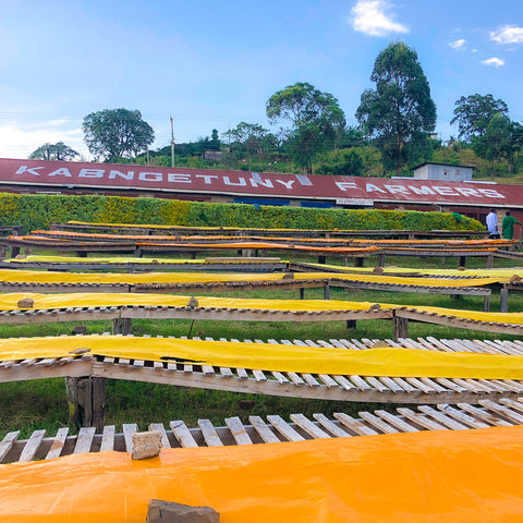 Drying racks at Kenya Kabngetuny.