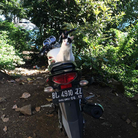 A cat sitting on a motorcycle.