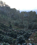 Coffee trees in Honduras.