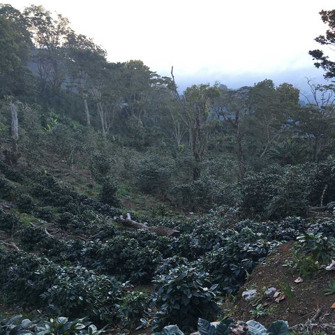 Coffee trees in Honduras.