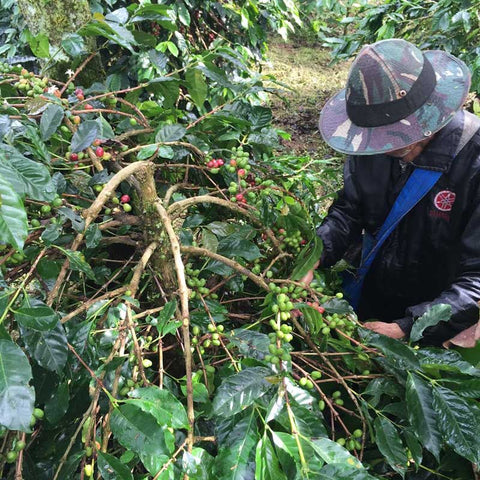 Picking beans at the Ketiara coop.