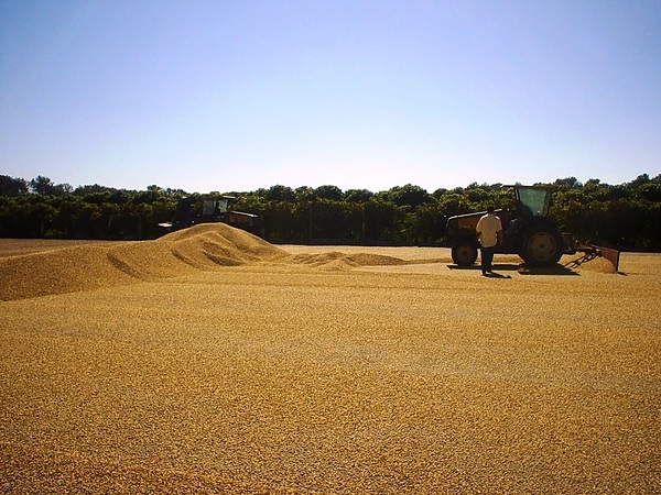 A man uses a small tractor to rake coffee on a large drying patio