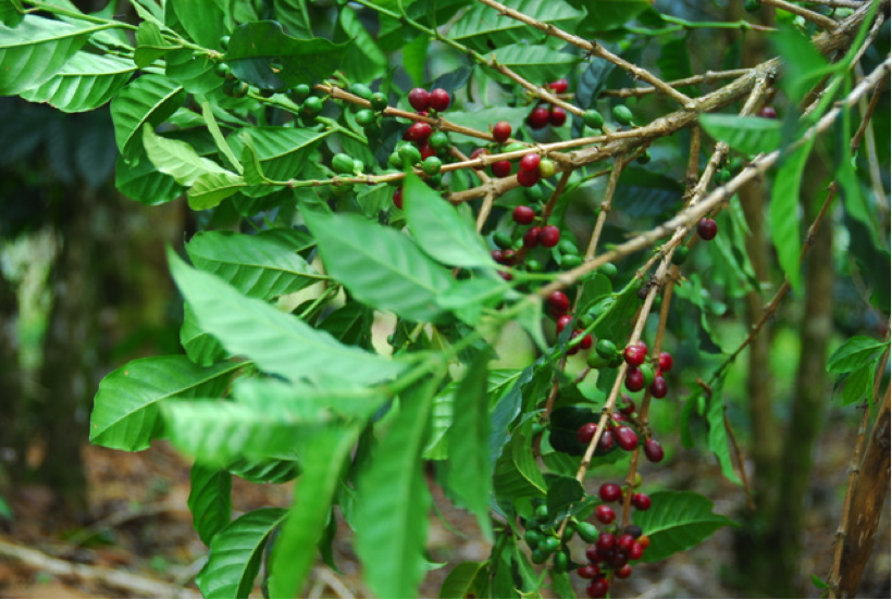 Ripe red coffee cherries on the branch