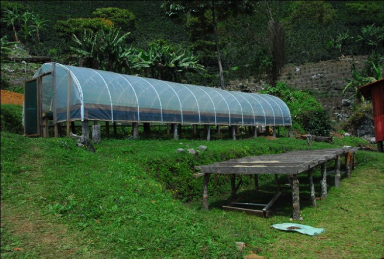 Coffee drying beds, some protected under a plastic hoop-house, some not protected