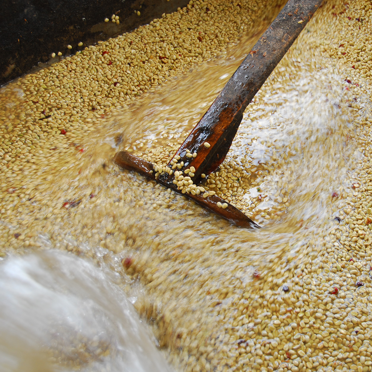 Coffee Processing: Washed, Natural, Honey, Wet Hulled. What